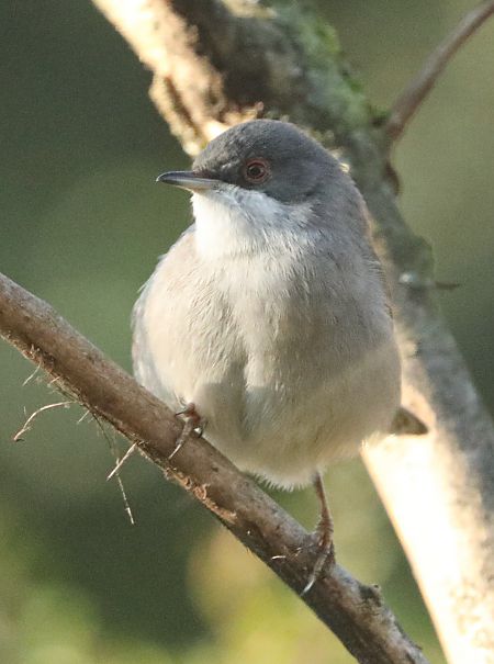 Occhiocotto  - Paolo Zucca