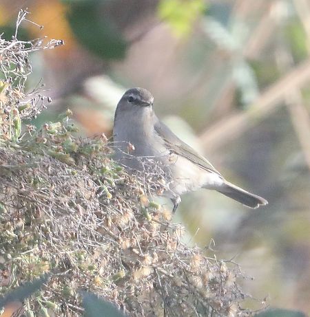 Luì siberiano  - Paolo Zucca