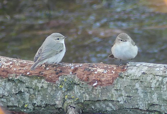 Luì siberiano  - Paolo Utmar (FVG)