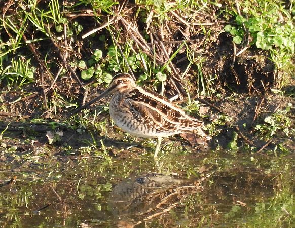 Beccaccino  - Walter Sassi