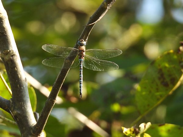 Aeshna mixta  - Maria Paola Girardo