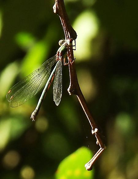 Chalcolestes viridis  - Maria Paola Girardo