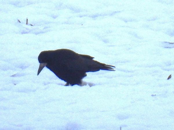 Corvo comune  - Maria Paola Girardo