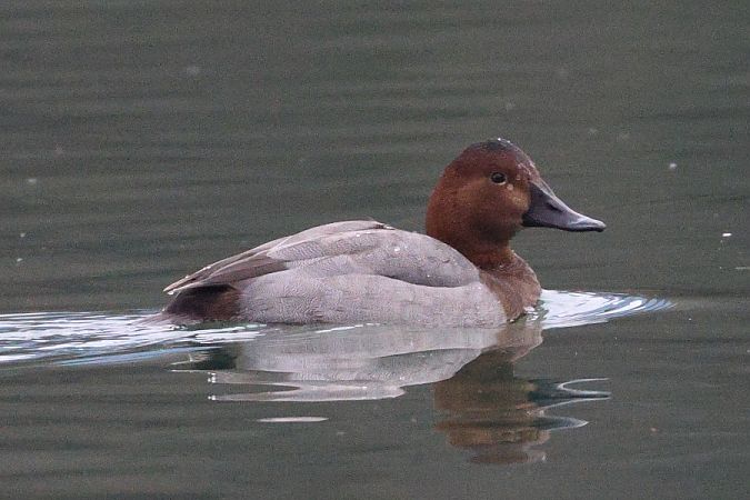 Moriglione  - Filippo Ferraioli