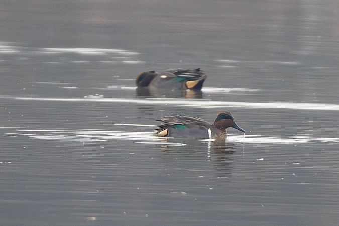 Alzavola americana  - Filippo Ferraioli