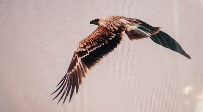 Aquila imperiale  - Lorenzo Dalla Libera