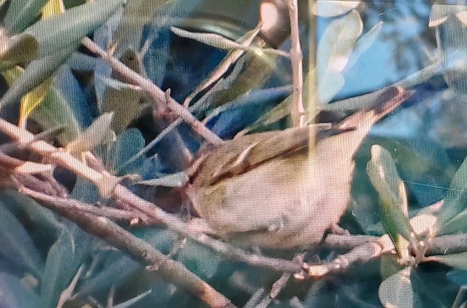 Luì di Hume  - Lorenzo Dalla Libera