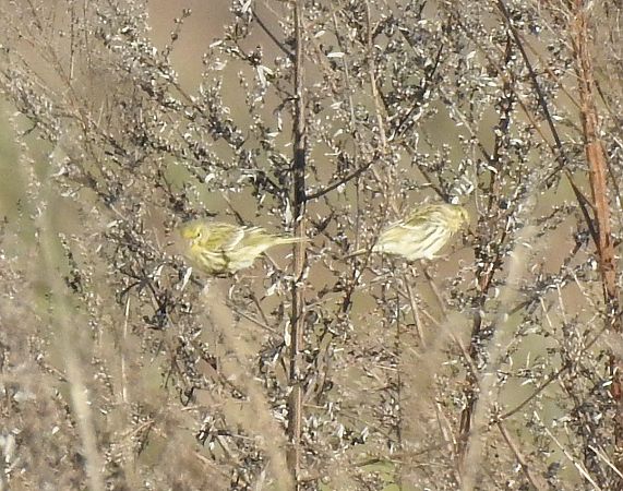 Verzellino  - Massimo Bozza