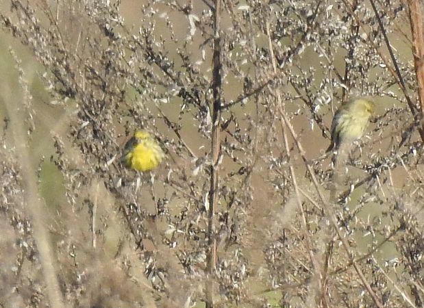 Verzellino  - Massimo Bozza