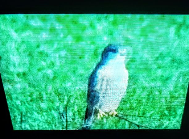 Smeriglio  - Mauro Fenati