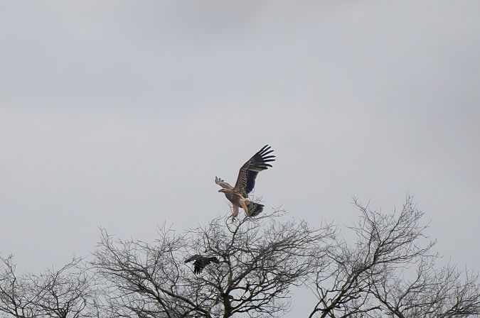 Aquila imperiale  - Mauro Fenati