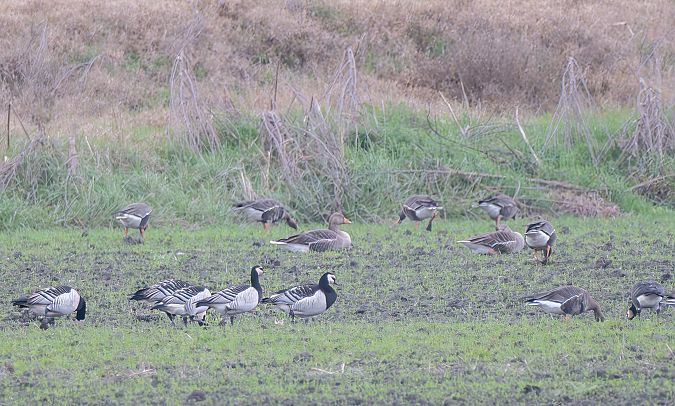 Oca facciabianca  - Mauro Fenati