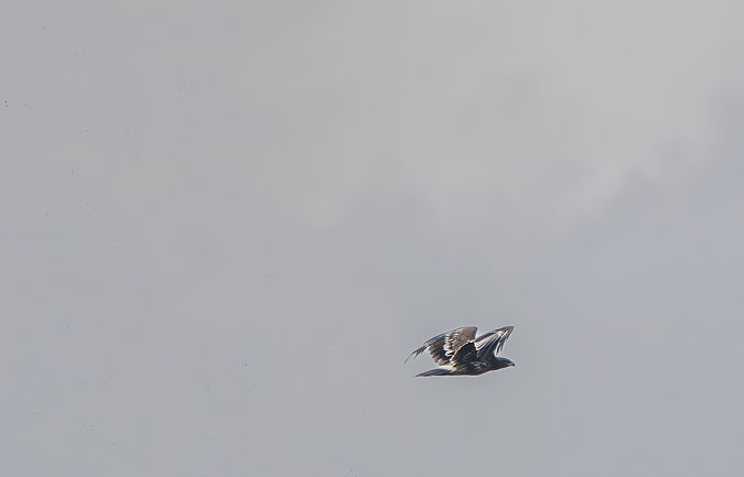 Aquila anatraia maggiore  - Mauro Fenati