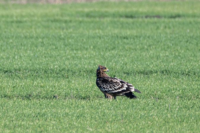 Aquila anatraia maggiore  - Mauro Fenati