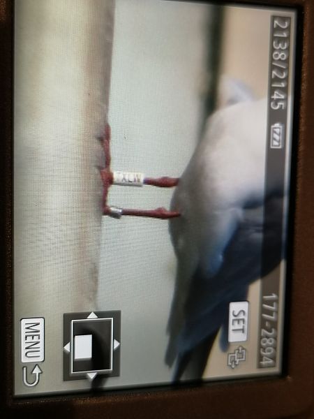 Gabbiano comune  - Laura Bonanno