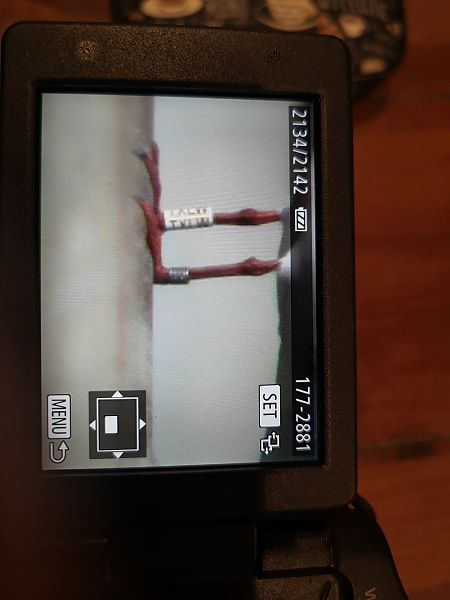 Gabbiano comune  - Laura Bonanno