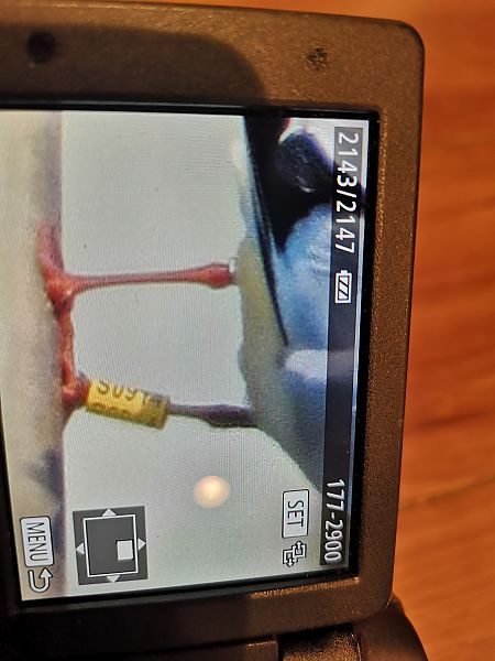 Gabbiano comune  - Laura Bonanno