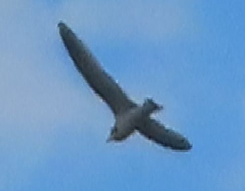 Gabbiano tridattilo  - Annalisa Sutto