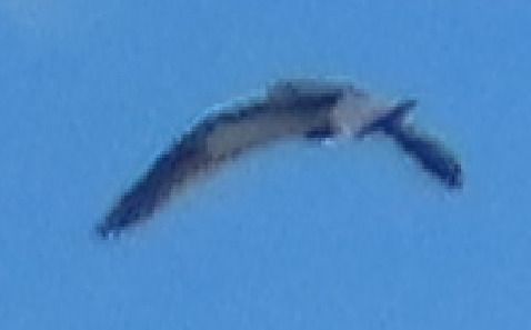 Gabbiano tridattilo  - Annalisa Sutto