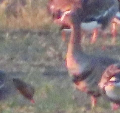 Oca granaiola  - Annalisa Sutto