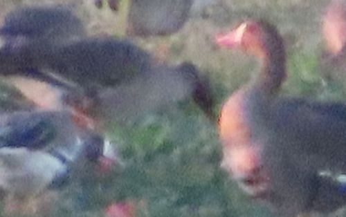 Oca granaiola  - Annalisa Sutto