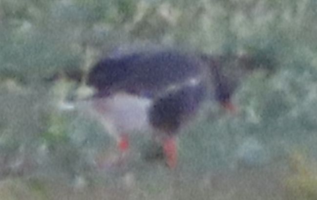 Oca granaiola  - Annalisa Sutto