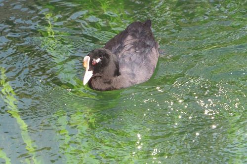 Folaga  - Annalisa Sutto