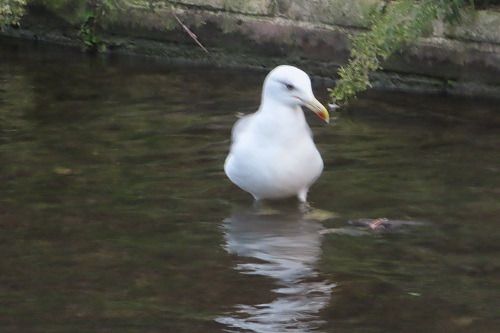 Gabbiano pontico  - Annalisa Sutto