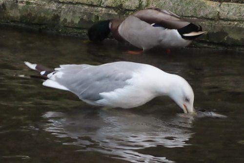 Gabbiano pontico  - Annalisa Sutto