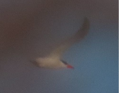 Sterna maggiore  - Annalisa Sutto