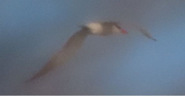 Sterna maggiore  - Annalisa Sutto