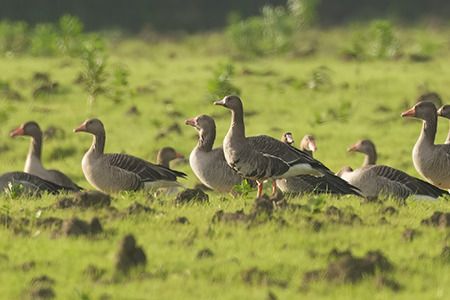 Oca lombardella  - Riccardo Sirna