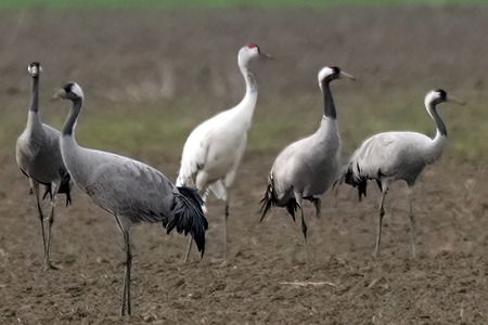 Gru  - Riccardo Sirna