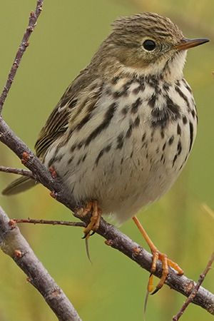 Pispola  - Riccardo Sirna