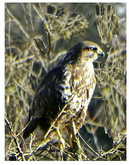 Poiana  - Vittorio Piola