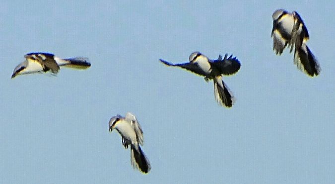 Averla maggiore  - Vittorio Piola