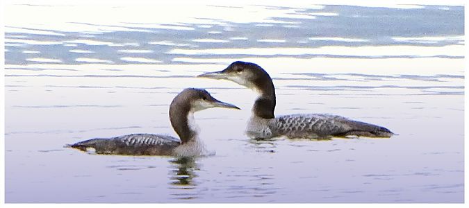 Eistaucher  - Vittorio Piola