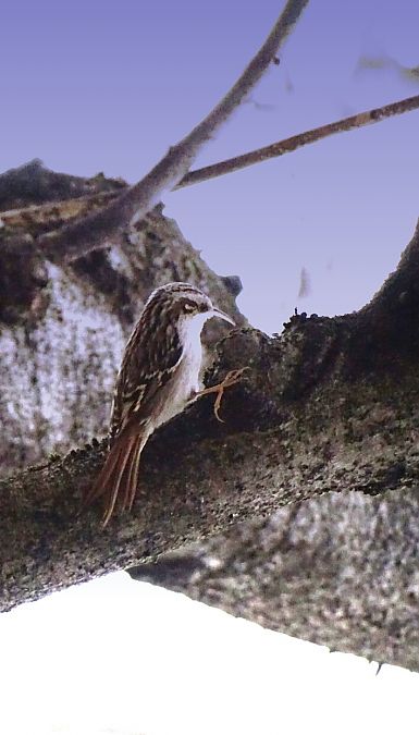 Rampichino comune  - Vittorio Piola