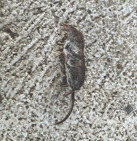 Crocidura ventrebianco  - Pier Luigi Taiariol