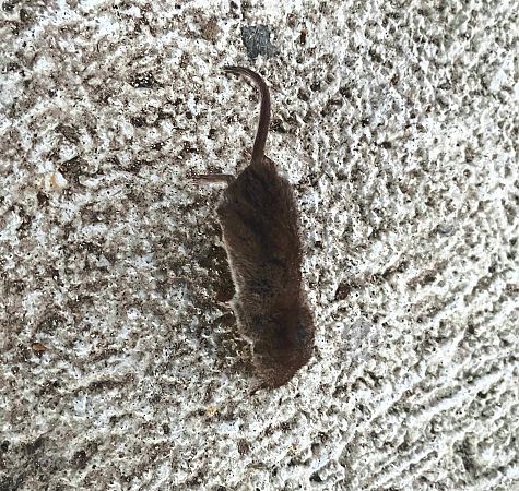 Crocidura ventrebianco  - Pier Luigi Taiariol