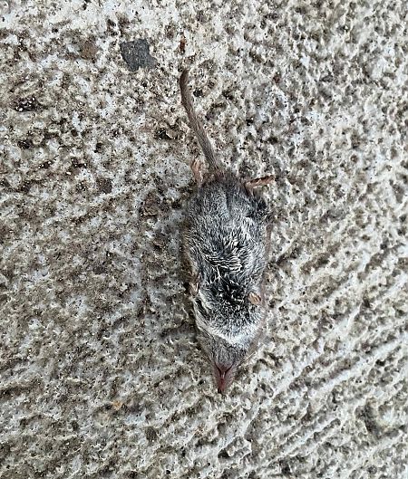 Crocidura ventrebianco  - Pier Luigi Taiariol