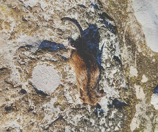 Topo selvatico dal dorso striato  - Pier Luigi Taiariol