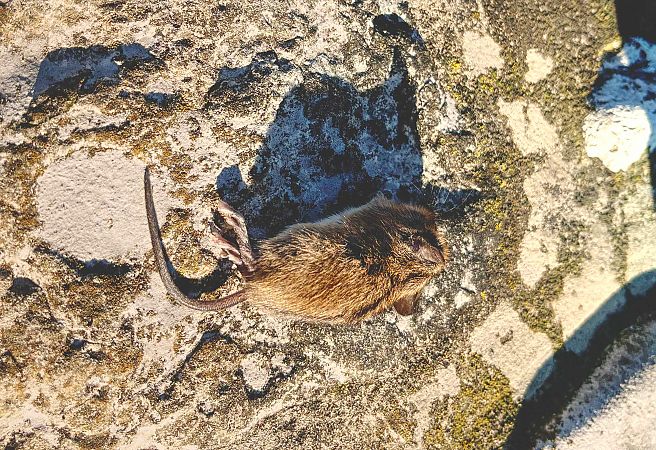 Topo selvatico dal dorso striato  - Pier Luigi Taiariol