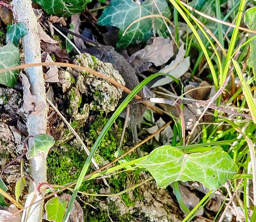 Crocidura ventrebianco  - Pier Luigi Taiariol