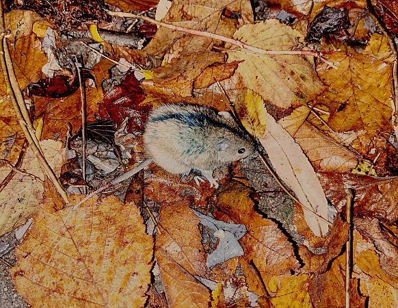 Topo selvatico dal dorso striato  - Pier Luigi Taiariol