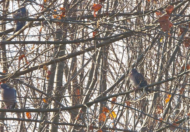 Tortora orientale  - Pier Luigi Taiariol