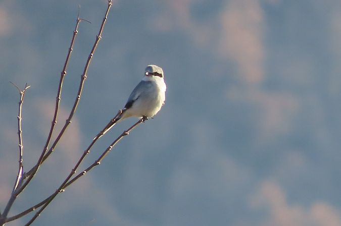 Averla maggiore  - Enrico Bissardella