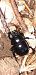 Anoplotrupes stercorosus  - Michele Cento