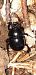 Anoplotrupes stercorosus © Michele Cento