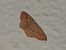 Cyclophora linearia  - Michele Cento